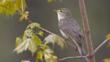 Willow warbler perched on a branch