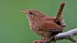 Adult male wren singing from lichen-covered perch