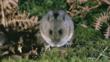 Wood mouse on woodland floor