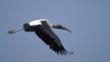 American wood ibis in flight