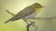Profile of a wood warbler perched on a branch