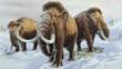 Woolly mammoths during the last Ice Age
