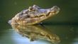 A Yacare caiman's head above water