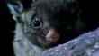 Close-up of a yellow-bellied glider at night
