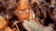 Close-up of a mound ant tending larvae