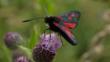 Two burnet moths on a flower
