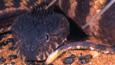 The head of a Pilbara death adder