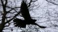 Female Northern goshawk flying in a deciduous forest