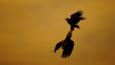 A pair of white-tailed sea eagles performing aerial courtship display at sunset
