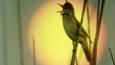Great reed warbler singing with sun behind it