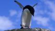 An Adelie penguin flaps its wings