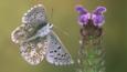 Adonis blue butterfly in flight