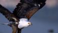 African fish eagle in flight