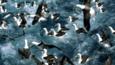 A group of black browed albatross fishing at sea