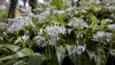 Wild garlic in flower