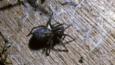 A female black lace-weaver spider