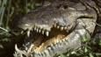 American crocodile with open mouth