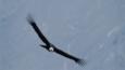Young Andean condor in soaring flight