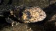 Japanese giant salamander amongst rocks