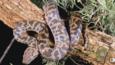 Spotted python wound around the branches of a tree at night