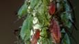 Rose aphids on a plant stem