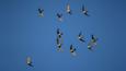 A small flock of Alpine swifts in flight