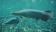 Giant pirarucu fish swimming in a flooded forest