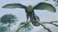 Archaeopteryx perched on branch of conifer tree, with wings spread open