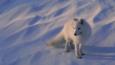 A white-furred Arctic fox in the snow