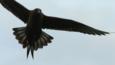 Arctic skua with wings and tail spread in flight