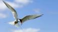 Arctic tern flying with fish in its beak