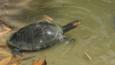 Giant arrau turtle in shallow water