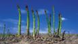 Asparagus shoots in the soil