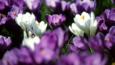 Several crocus flowers backlit 