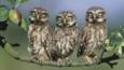 Three little owl juveniles perched on apple tree