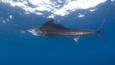 Atlantic sailfish at sea