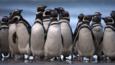 A group of Magellanic penguins on the beach