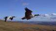 A pair of bar-headed geese in flight