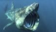 Basking shark with  mouth wide open off of English coast