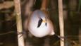 A bearded tit perched in a reed bed