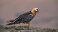 Bearded vulture standing on a rock
