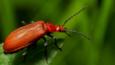 Silhouette of a longhorn timber beetle