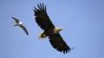 White-tailed eagle with wings spread being chased by a gull