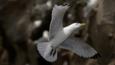 A kittiwake in flight