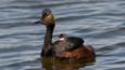 Black-necked grebe floating on water with young on its back
