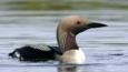 Black-throated diver on water