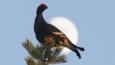 A male black grouse perched on top of a conifer