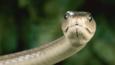 Profile of a black mamba snake