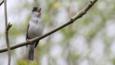 Male blackcap perched on branch singing