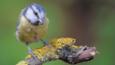 Blue tit landing on a tree branch